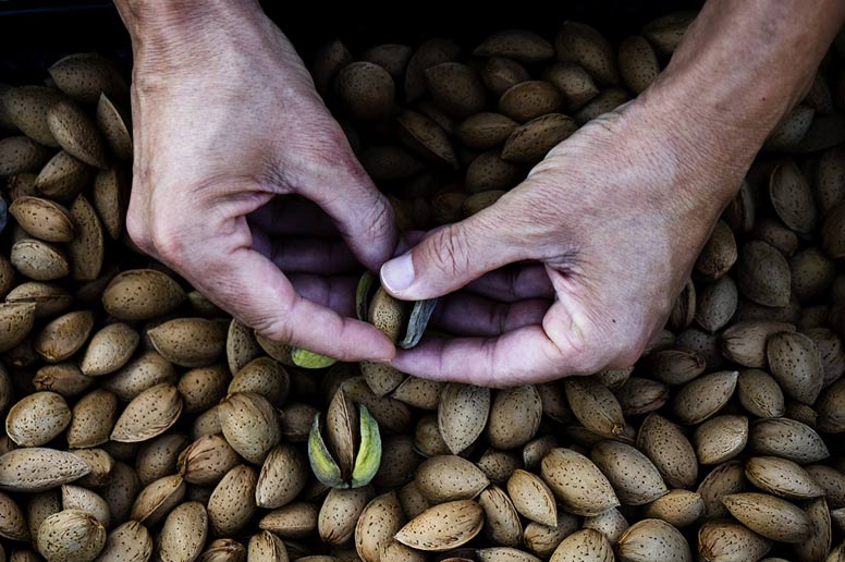 Harvesting almonds in an orchard in Spain. Ajoblanco is a cold soup made using almonds. (nito / Adobe Stock)