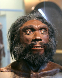 Facial reconstruction of the Heidelberg man based on the Kabwe skull displayed at the Smithsonian Museum of Natural History