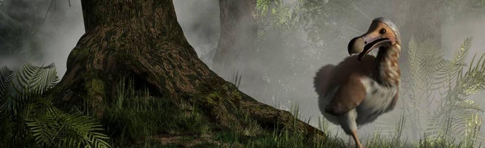 A now-extinct Dodo bird emerging from the mist. Source: Daniel Eskridge / Adobe Stock