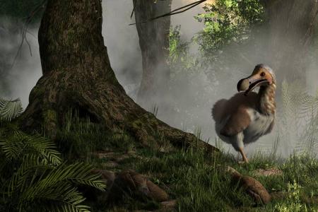 A now-extinct Dodo bird emerging from the mist. Source: Daniel Eskridge / Adobe Stock
