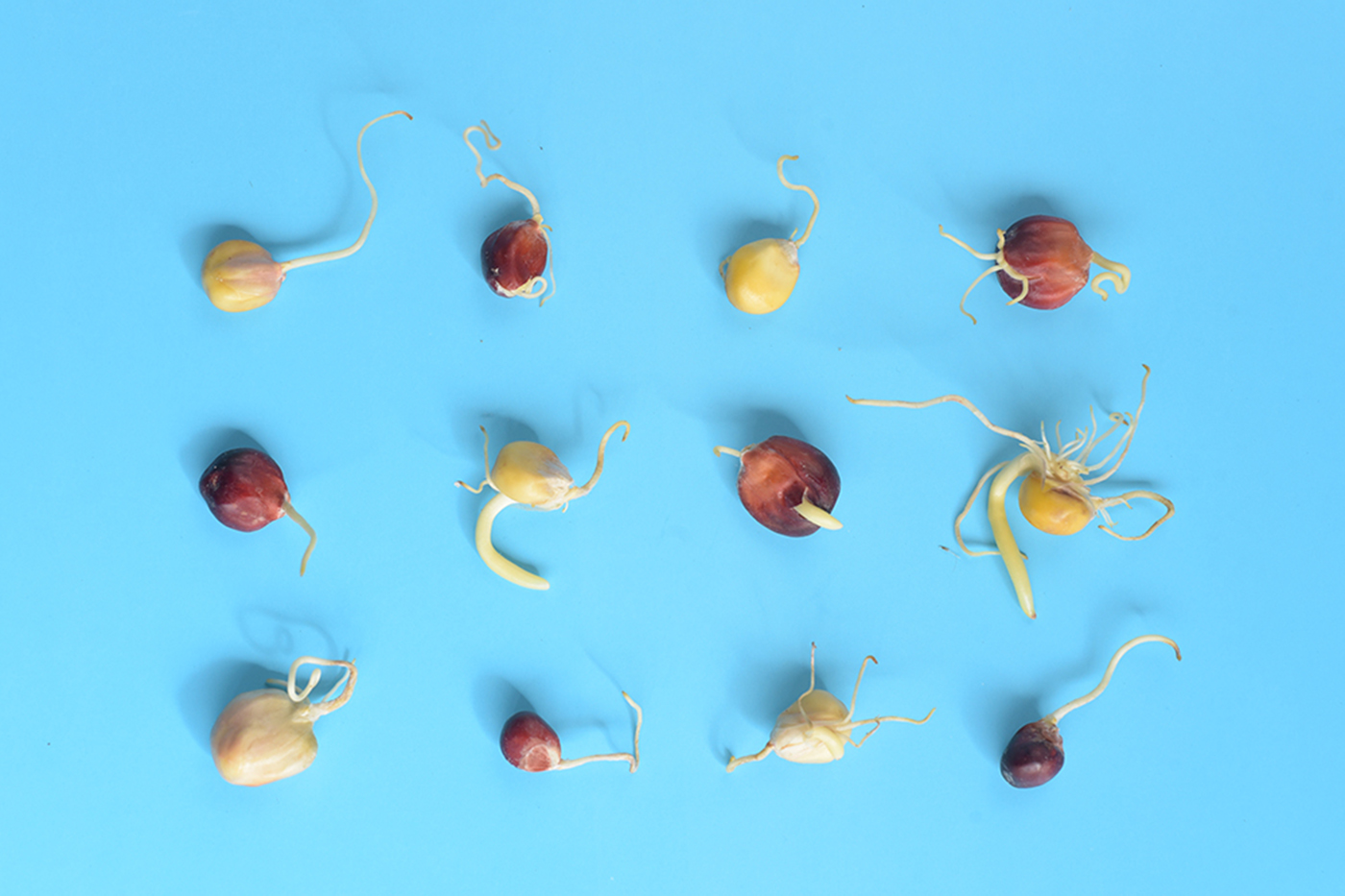 Image of germinating corn. Courtesy of Tatiana Rodríguez