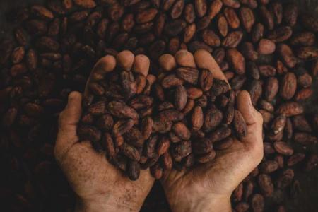 Cocoa Beans. (Public Domain)